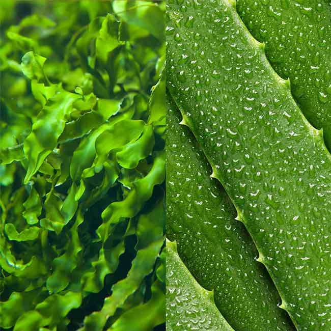 Seaweed Cleansing Lotion